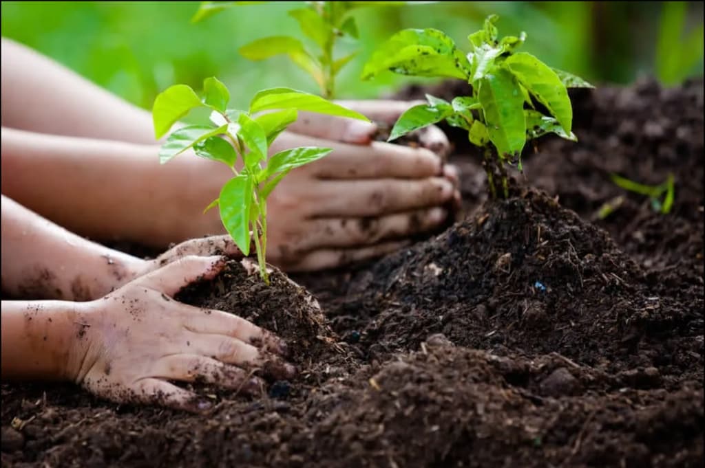 Close-up of weathered hands gently pressing a small green sapling into rich dark soil